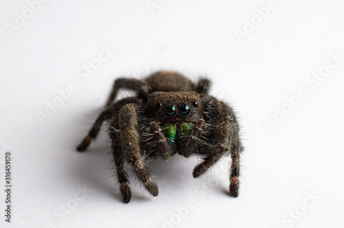 Close Up Photo of an isolated Jumping Spider