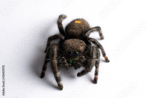 Close Up Photo of an isolated Jumping Spider