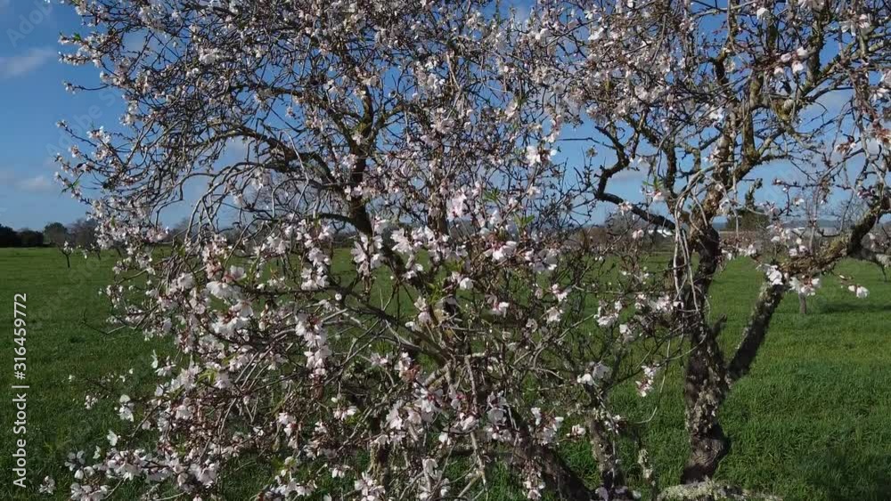 Vista aérea de almendros en flor. Mallorca (España) Vista aérea de almendros en flor. Mallorca (España)