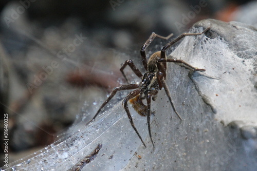 water spider