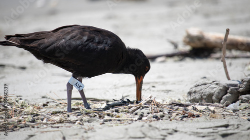 Oystercatcher