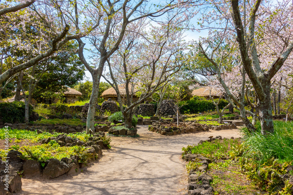 A traditional village on Jeju Island where spring flowers bloom beautifully.