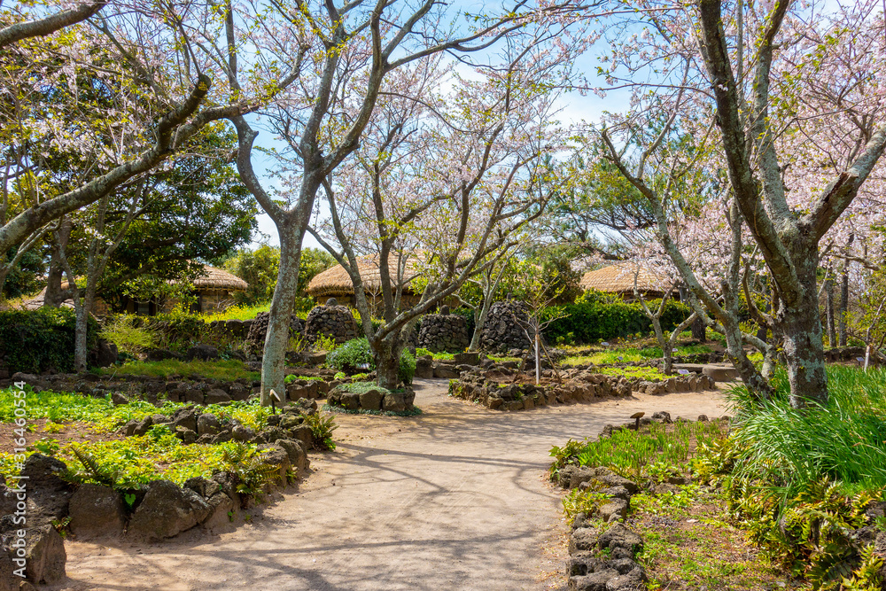 A traditional village on Jeju Island where spring flowers bloom beautifully. A traditional village on Jeju Island where spring flowers bloom beautifully.
