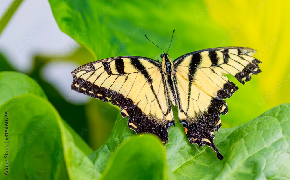 eastern tiger yellow swallow tail butterfly eastern tiger yellow swallow tail butterfly