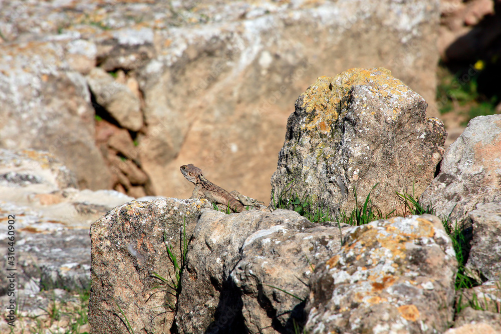 Hardun oder Schleuderschwanz (Stellagama stellio) Hardun oder Schleuderschwanz (Stellagama stellio)