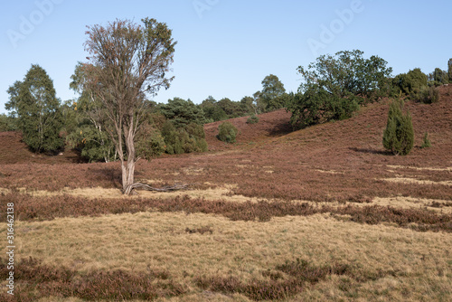 Lueneburger Heide photo