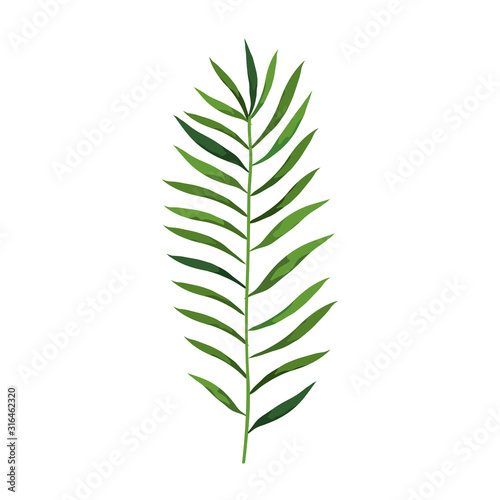 branch with leafs nature isolated icon vector illustration design