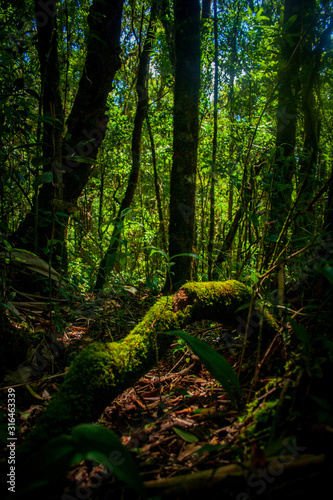 Details of the exuberant nature of the Atlantic Forest in the Itatiaia National Park. Rio de janeiro Brazil