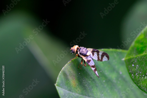 Rhagoletis pomonella photo