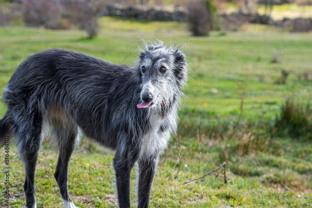 Black greyhound in the meadow