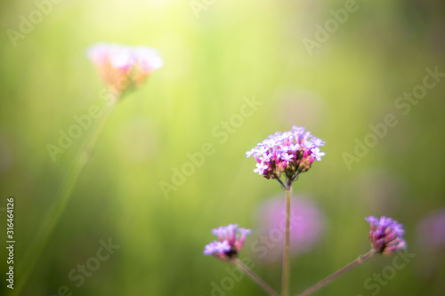 The background image of the colorful flowers