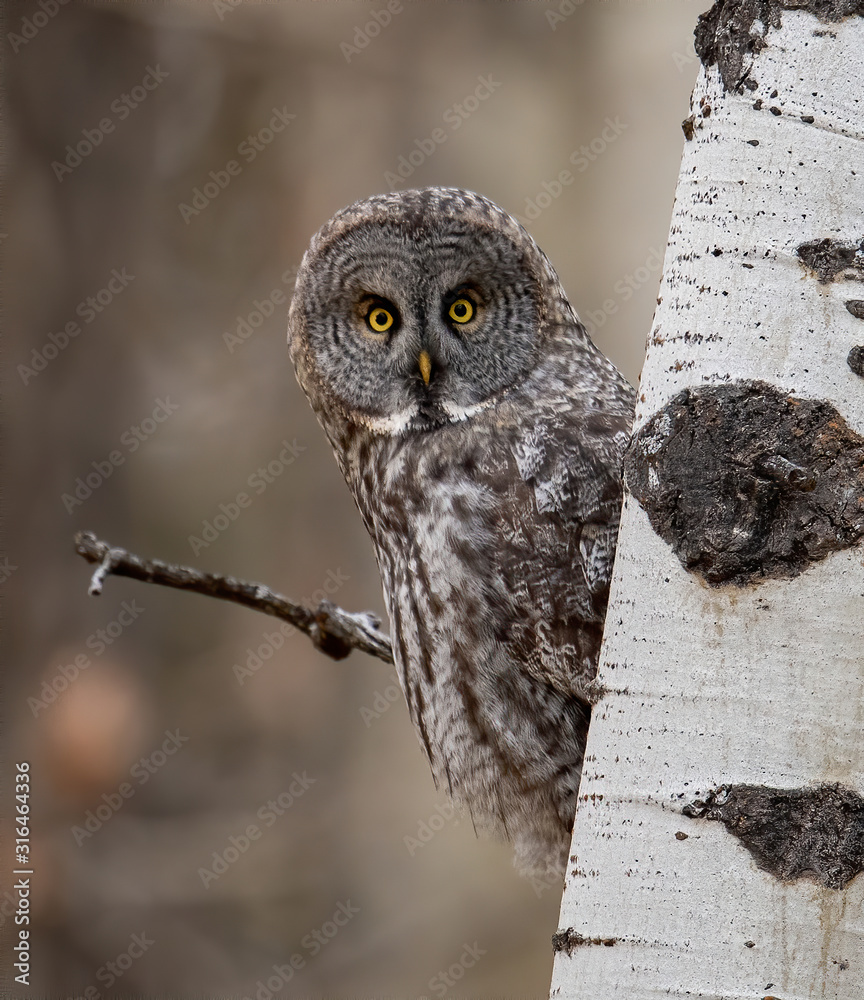 Fototapeta premium Great Grey Owl