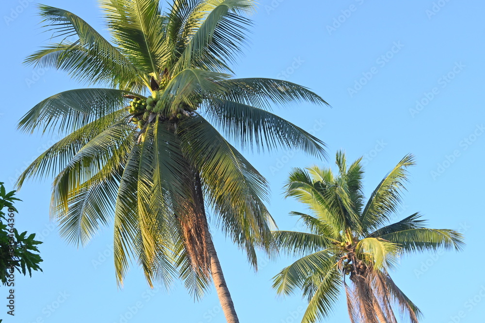 coconut tree tropical plant in clear blue sky