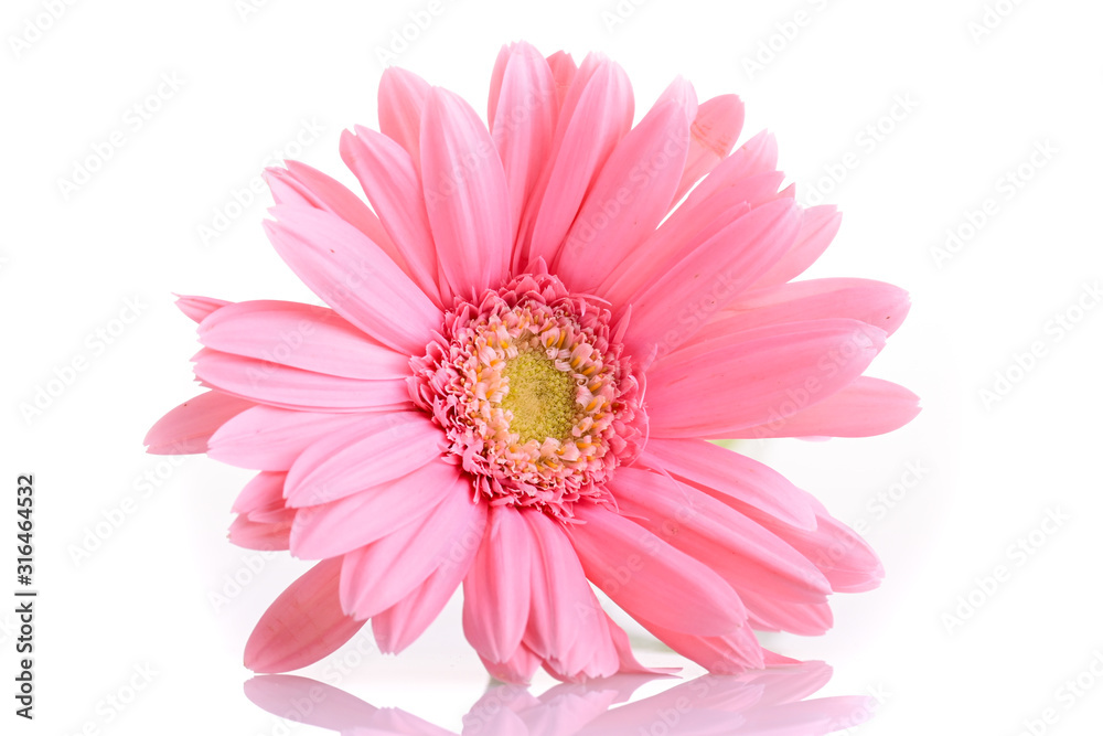 pink gerbera blooming in springtime, beautiful single flower isolated on white background pink gerbera blooming in springtime, beautiful single flower isolated on white background