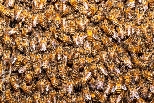Bee swarm. honey bees in a swarm make a hive background. Working bees on the honeycomb with sweet honey.