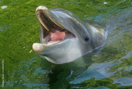 A dolphin smiling in the water