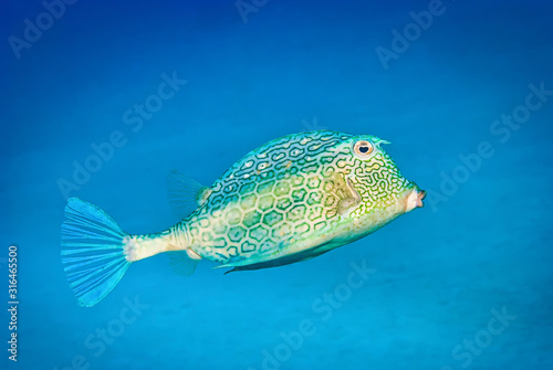 Honeycomb cowfish swimming in blue waters photo