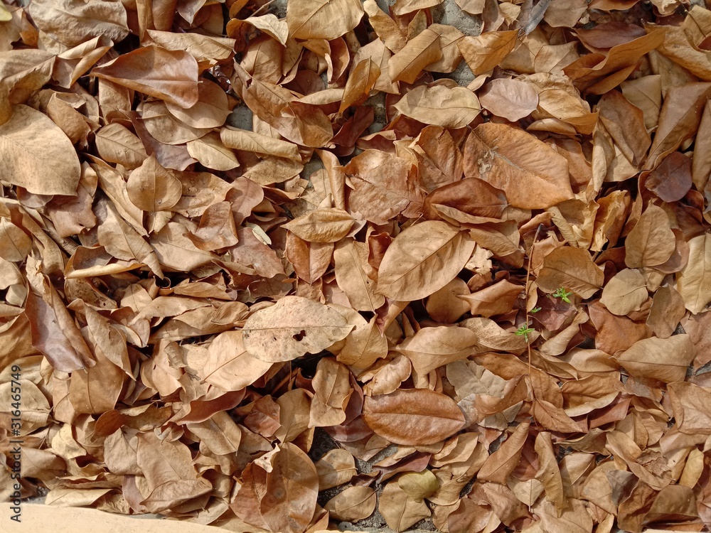 Dried leaves fall under the tree backgrounds and textures closeup for wallpaper interior design. Dried leaves fall under the tree backgrounds and textures closeup for wallpaper interior design.