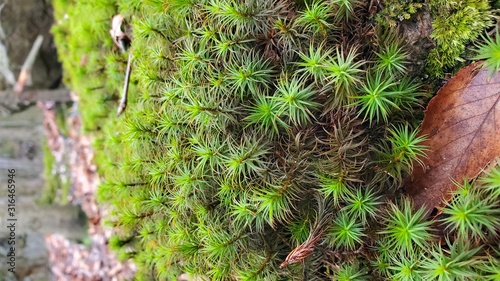Planta