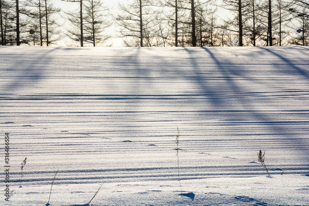 雪の上のカラマツ林の影と野生動物の足跡 Stock Photo Adobe Stock