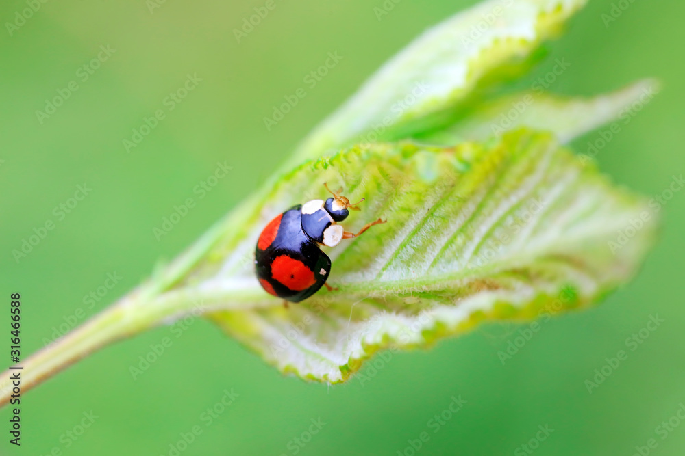 Lady beetles on plant leaves Lady beetles on plant leaves