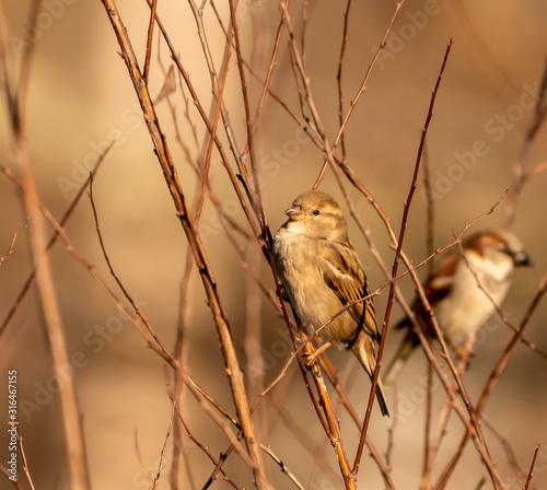 House Sparrow