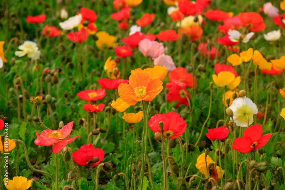 Corn poppy flowers