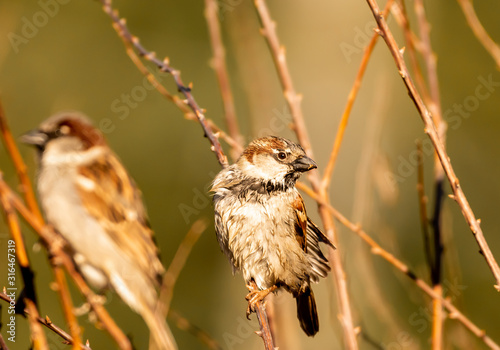 House Sparrow