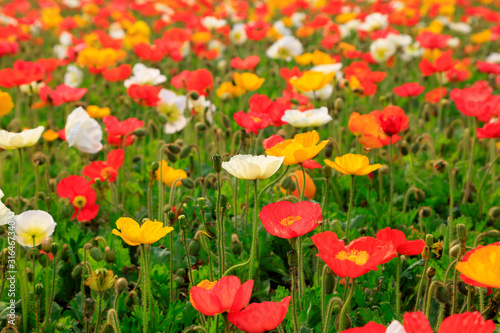 Corn poppy flowers