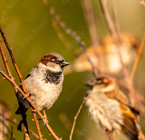 House Sparrow