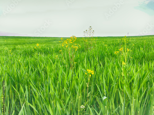 Scenery of Gochang Hakwon Blue Barley Farm, Jeonbuk, South Korea, Asia. photo