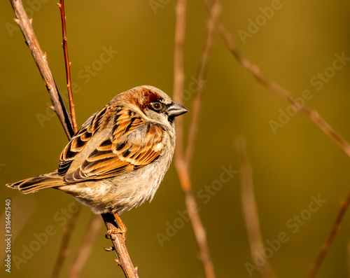 House Sparrow