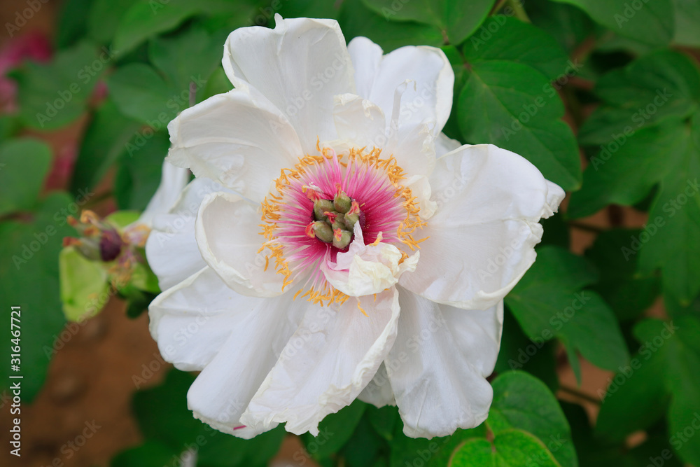 Obraz premium peony flowers