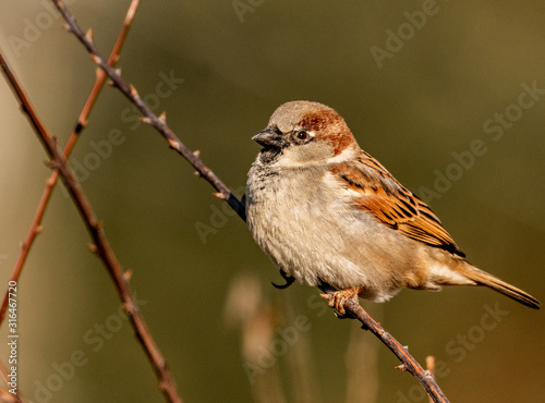 House Sparrow