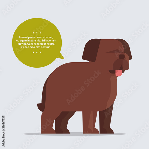 briard long haired dog with chat bubble speech furry human friend home animal concept full length vector illustration