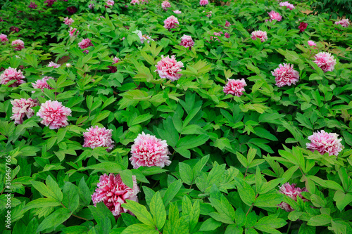 peony flowers in the park
