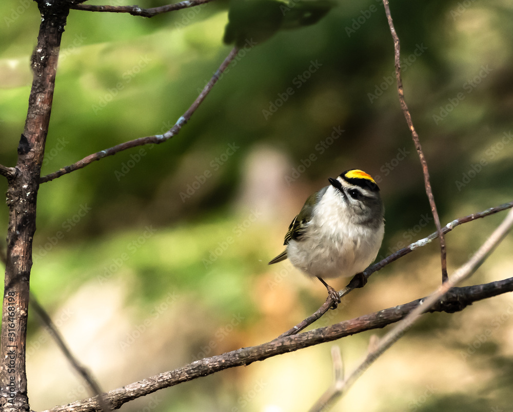 Obraz premium Kinglet 