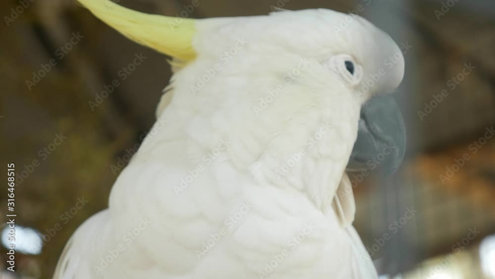 white wild parrot eating inside case in zoo and relax white wild parrot eating inside case in zoo and relax