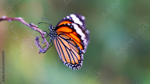 Bright orange yellow white tropical butterfly on a dry web-covered branch. the birth of a butterfly from a larva. © Artem