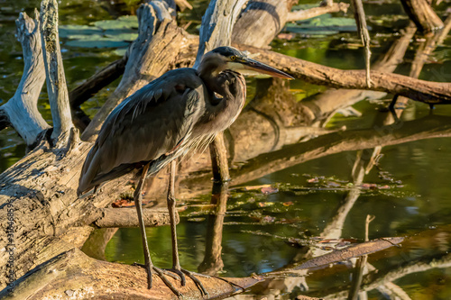 Blue Heron