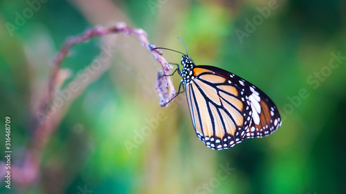 Bright orange yellow white tropical butterfly on a dry web-covered branch. the birth of a butterfly from a larva.