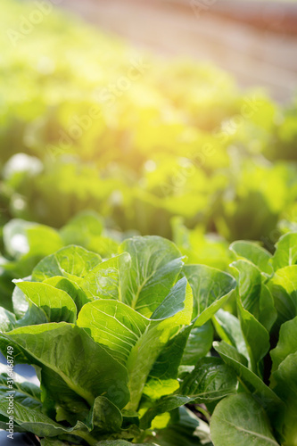 Fotografie Fresh sapling of green​ cos romaine lettuce organic farm in plantation, produce and cultivation agriculture and harvest green leaves in the field, vegetable kitchen garden and healthy food concept