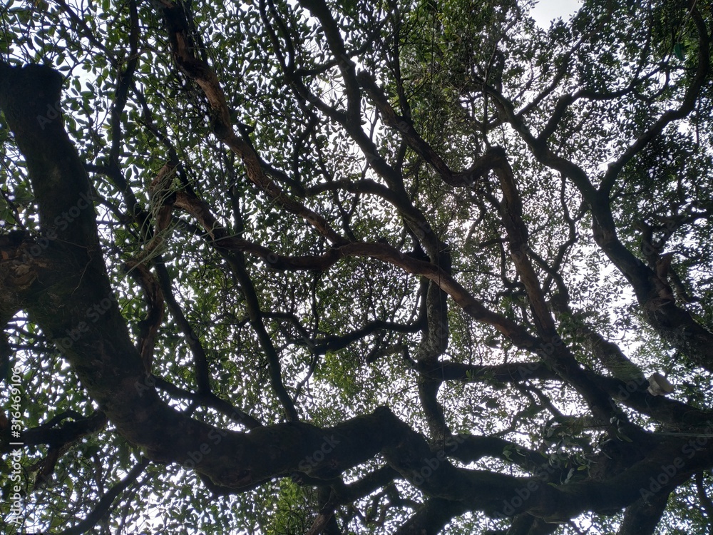 Fototapeta premium Ramas