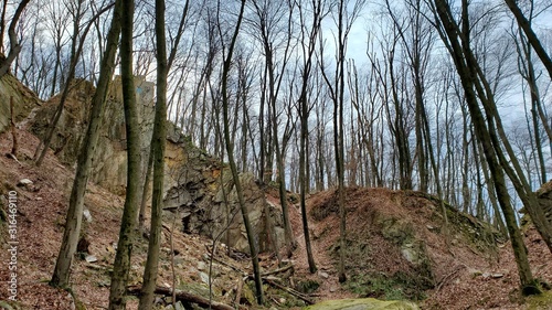 Bosque