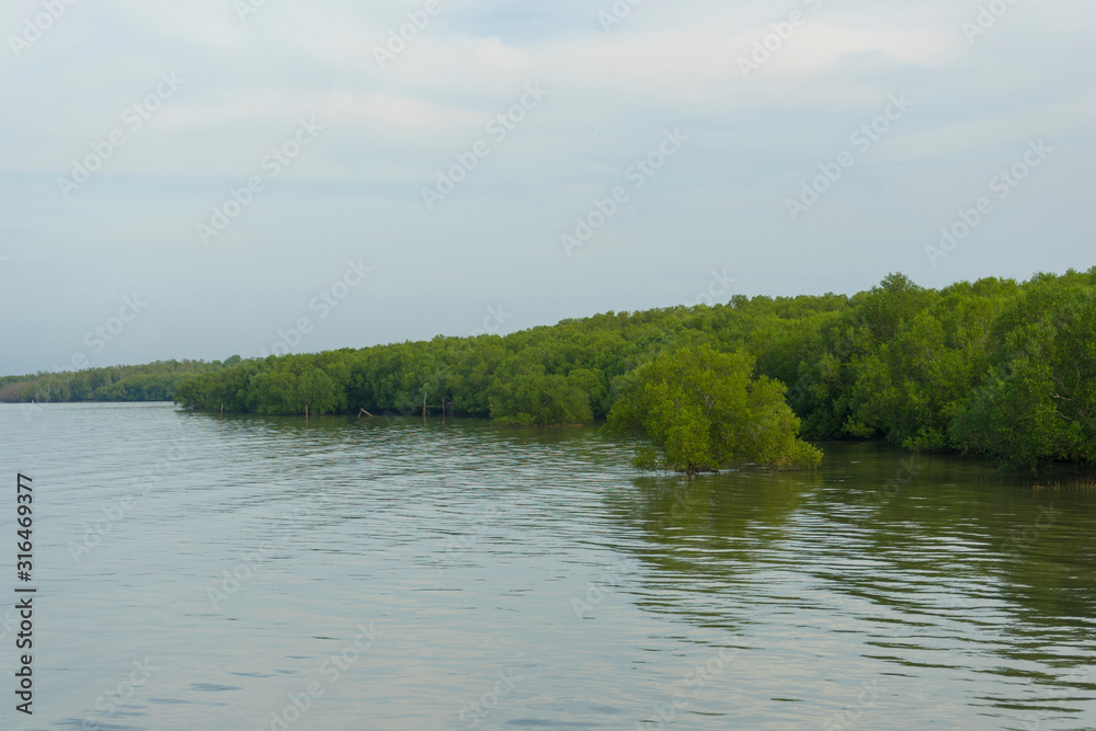 fertile mangrove forest at Laem Phak Bia,Thailand. fertile mangrove forest at Laem Phak Bia,Thailand.
