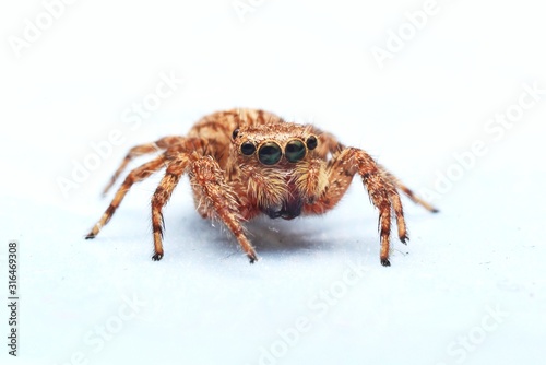 The jumping spider on white background. Close up of the orange spider on the blue table in house.