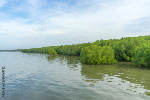 fertile mangrove forest at Laem Phak Bia Thailand.