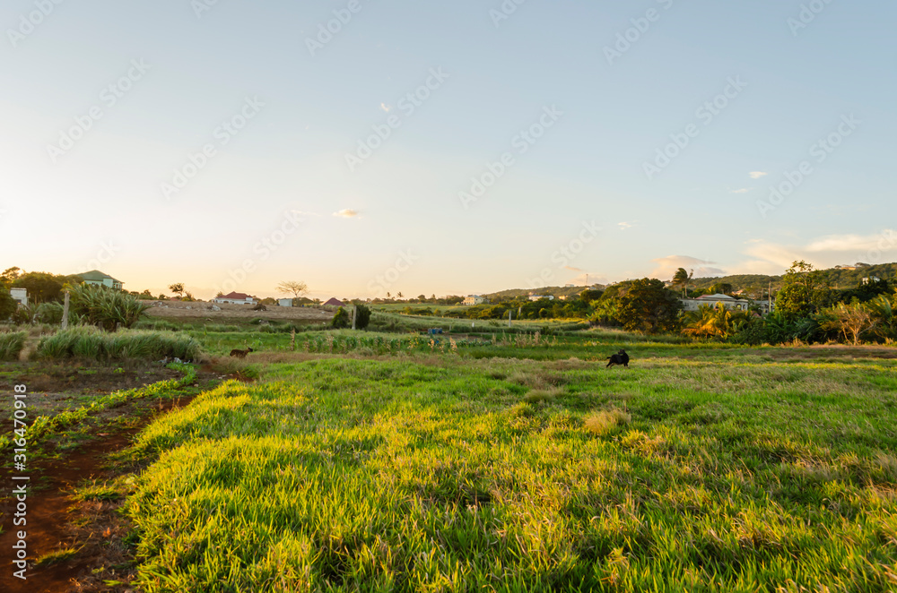 Sunlight On Green Landscape Sunlight On Green Landscape