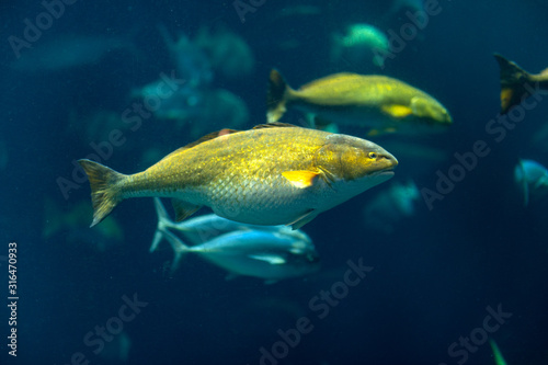 Charleston, South Carolina -September 27, 2019. Fish schooling in an aquarium tank at South Carolina Aquarium.