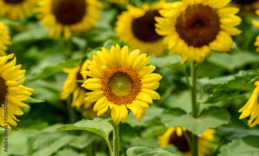 Naklejka premium 佐用町のひまわり畑